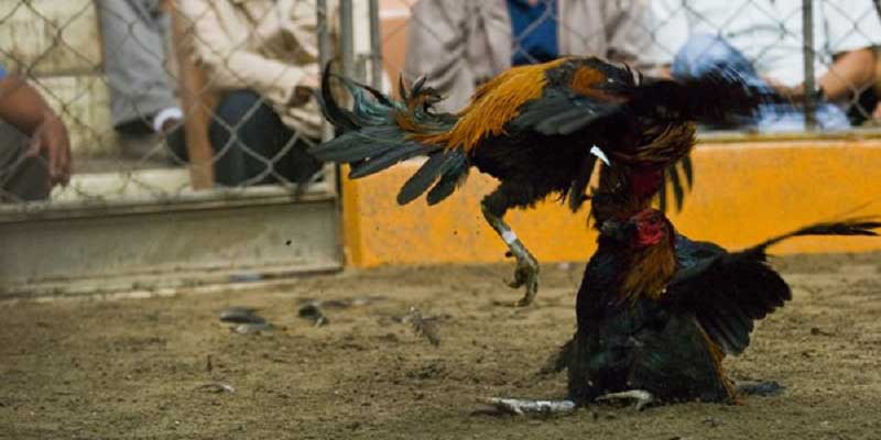 gioi-thieu-sanh-da-ga-c54-duoc-nhieu-nguoi-san-don